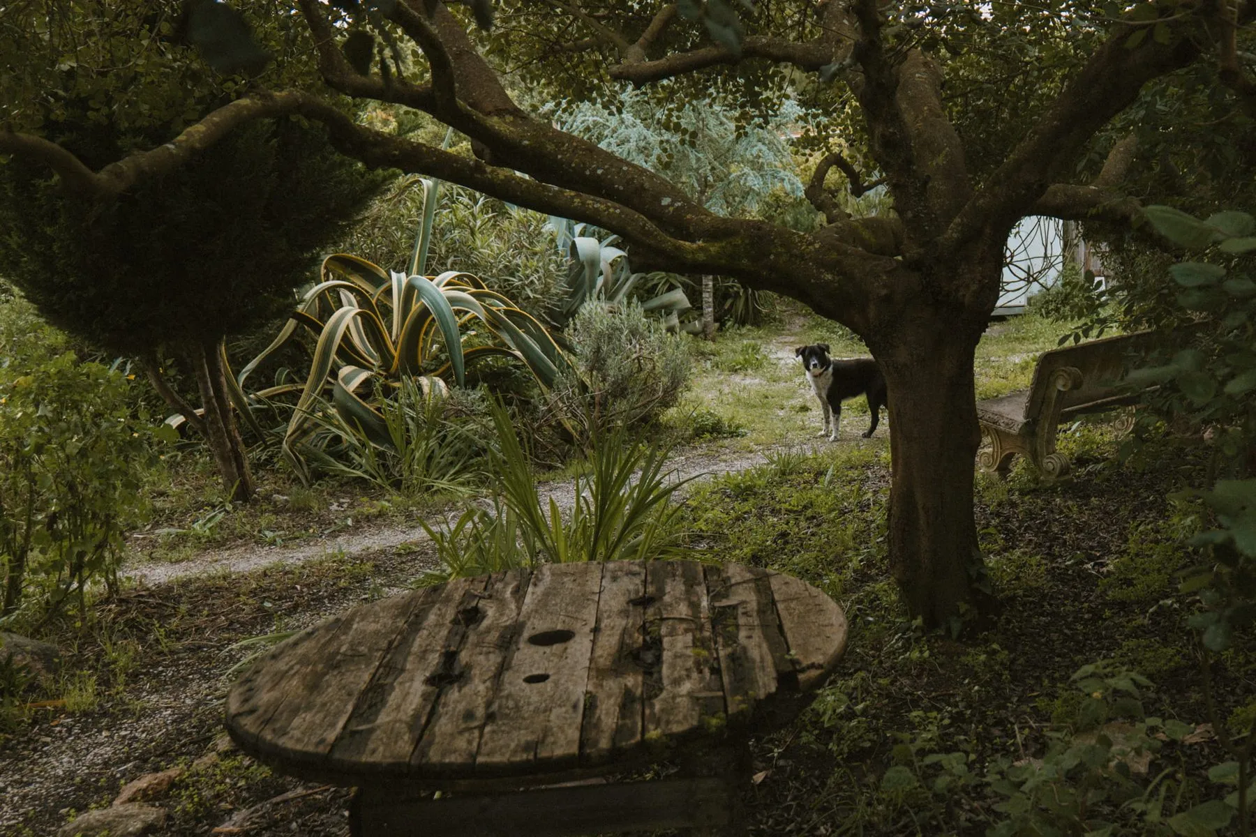 Recanto do jardim do Ashram, à sombra de uma árvore